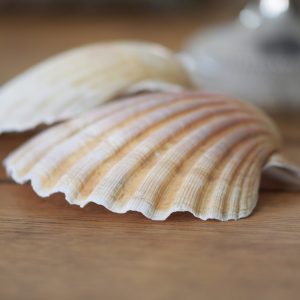 Coquille Saint-Jacques - Les Trois Sorcières