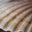 Coquille Saint-Jacques - Les Trois Sorcières