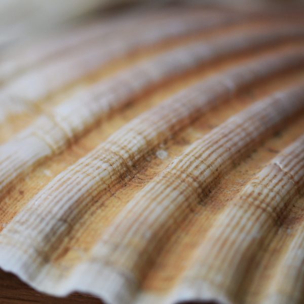 Coquille Saint-Jacques - Les Trois Sorcières