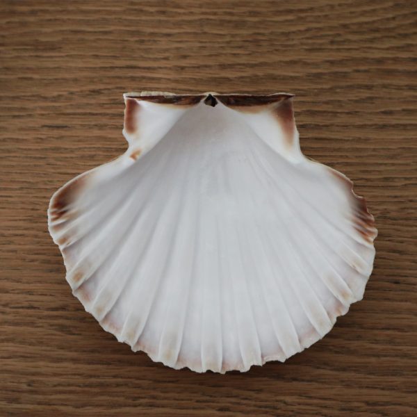 Coquille Saint-Jacques – Image 5