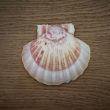 Coquille Saint-Jacques – Image 4