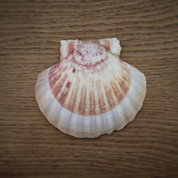 Coquille Saint-Jacques – Image 4