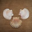 Coquille Saint-Jacques – Image 3