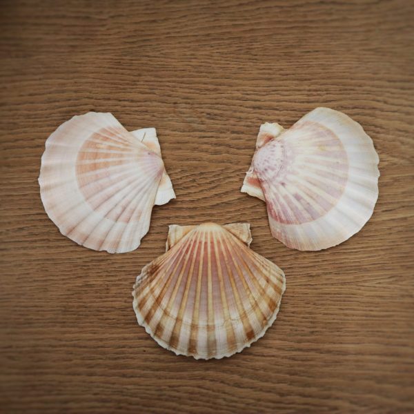 Coquille Saint-Jacques – Image 3