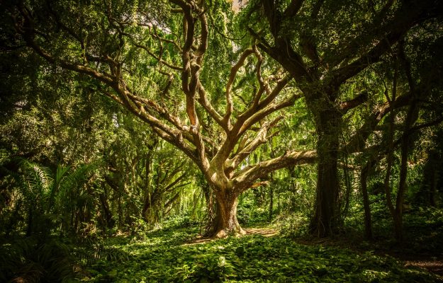 OCréations d'Yggdrasil